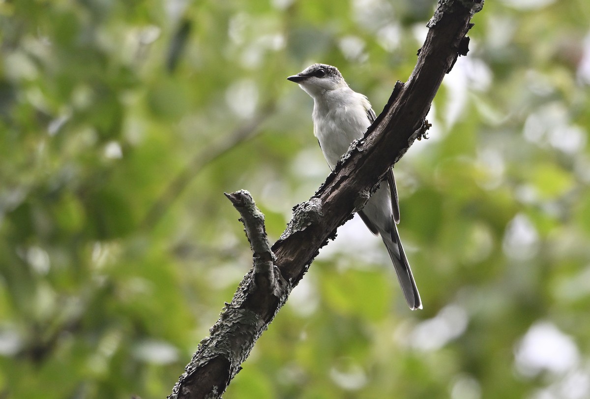 Ashy Minivet - ML622466937