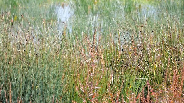 Eurasian Bittern - ML622467010