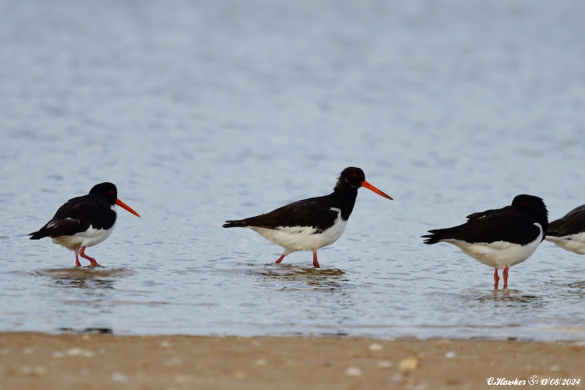 Eurasian Oystercatcher - ML622467102