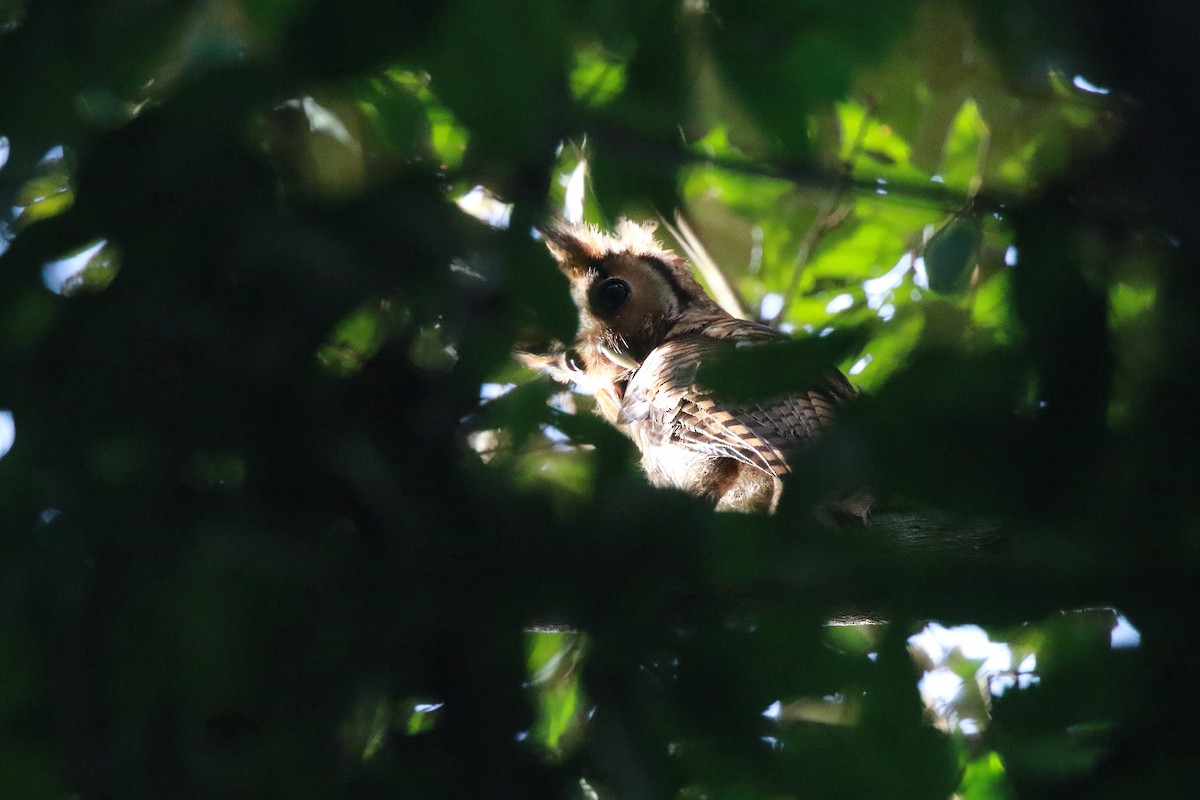 Fraser's Eagle-Owl - ML622467187