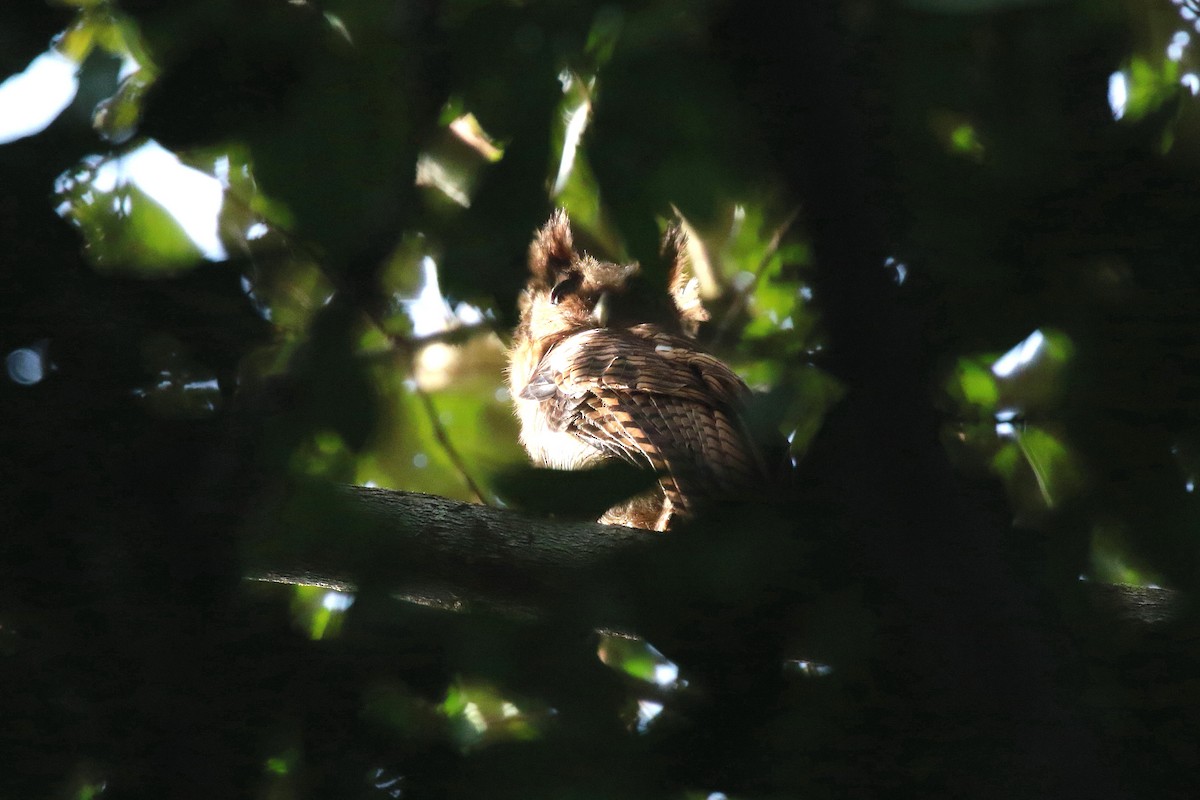 Fraser's Eagle-Owl - ML622467197