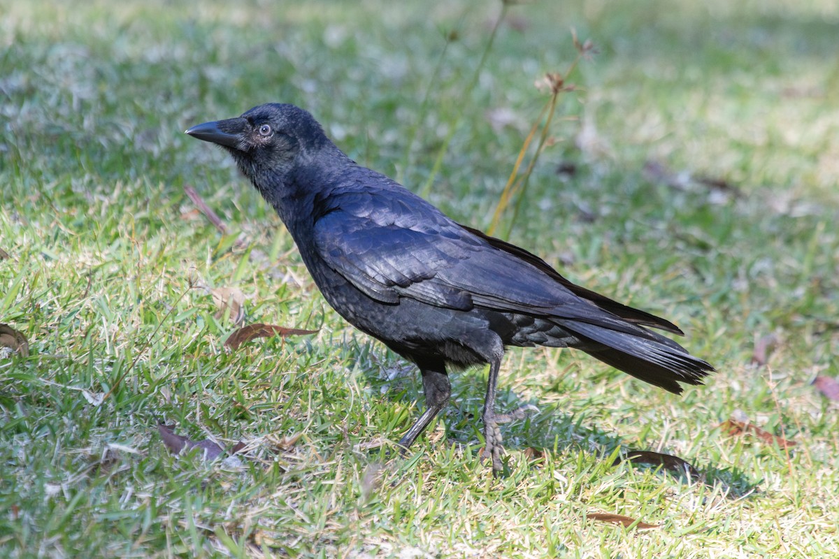 Torresian Crow - ML622467231