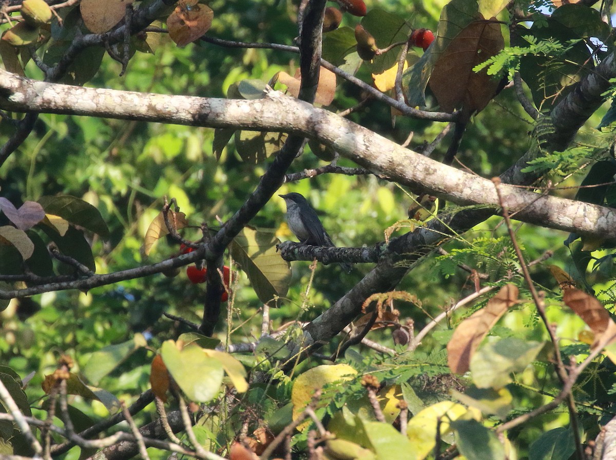 African Forest-Flycatcher - ML622467238