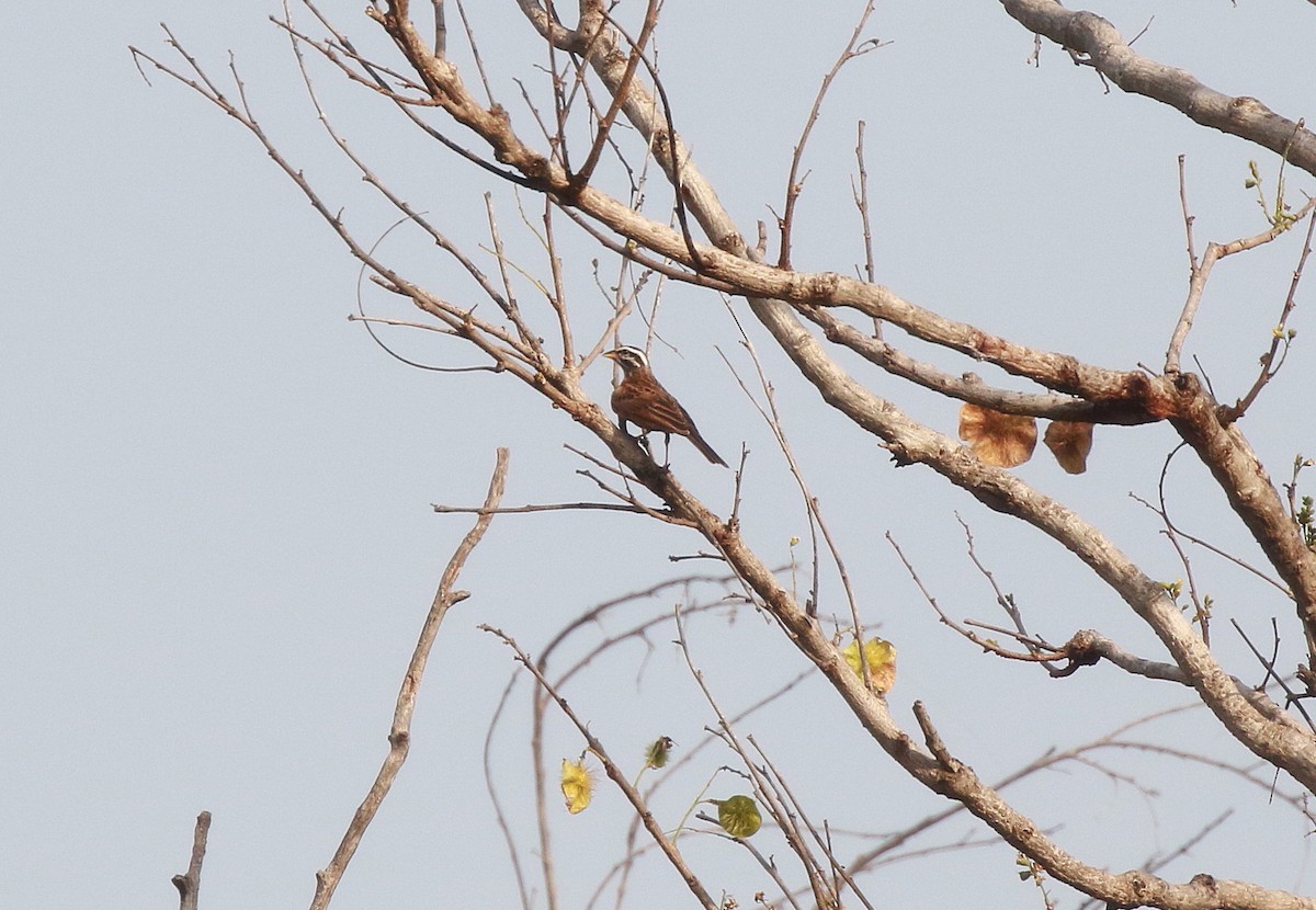 Gosling's Bunting - ML622467343