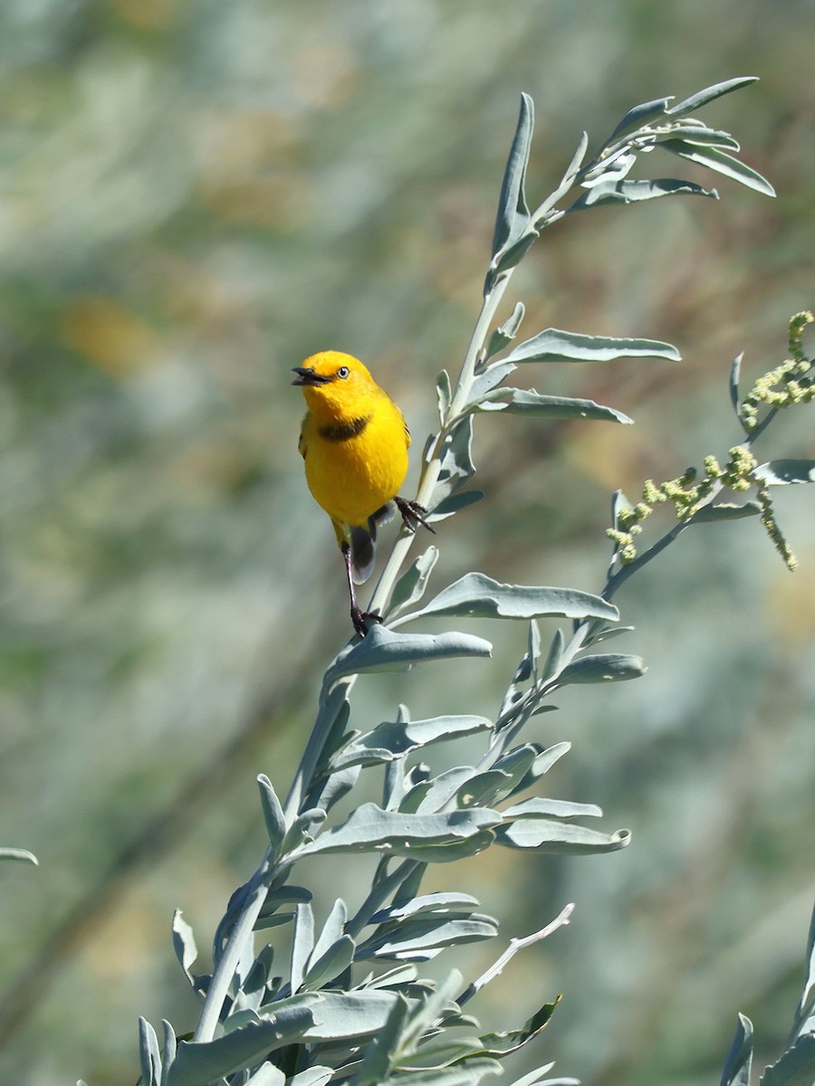 Yellow Chat - Christy Davies