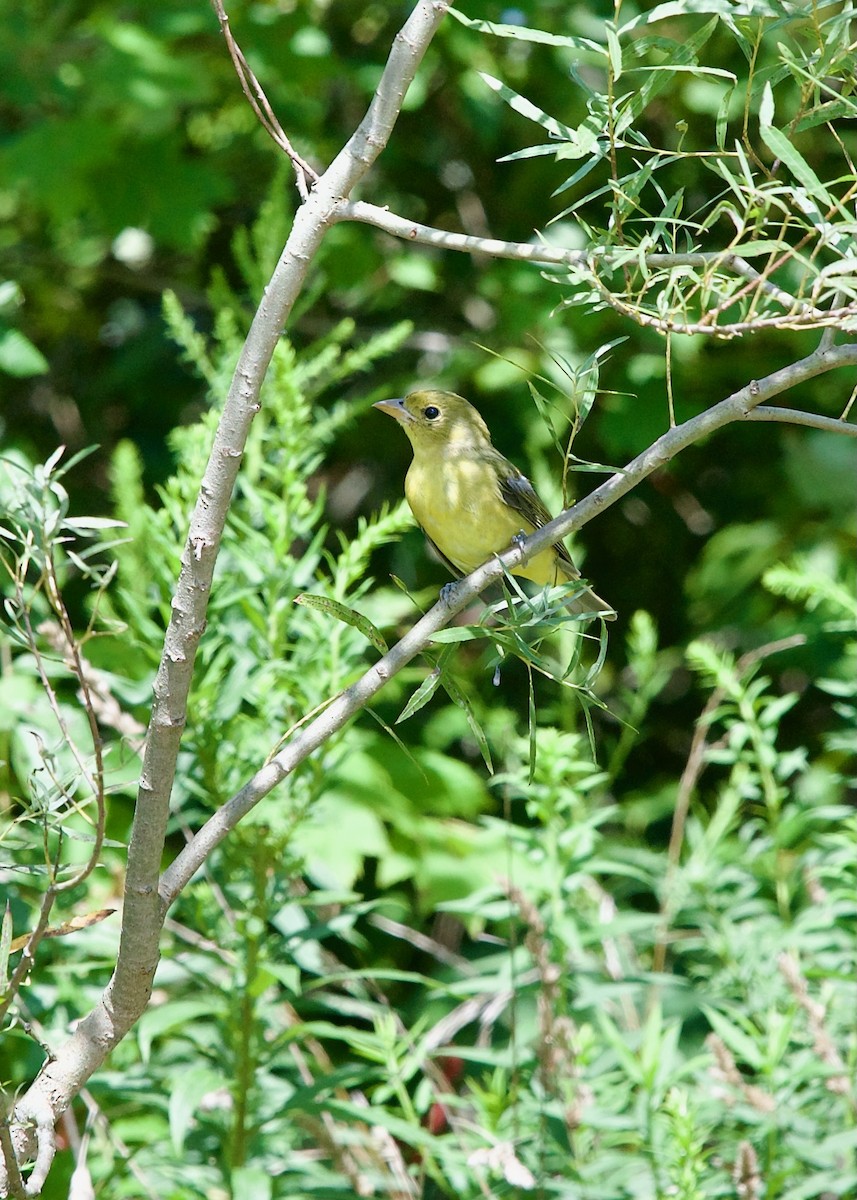 Scarlet Tanager - ML622467382