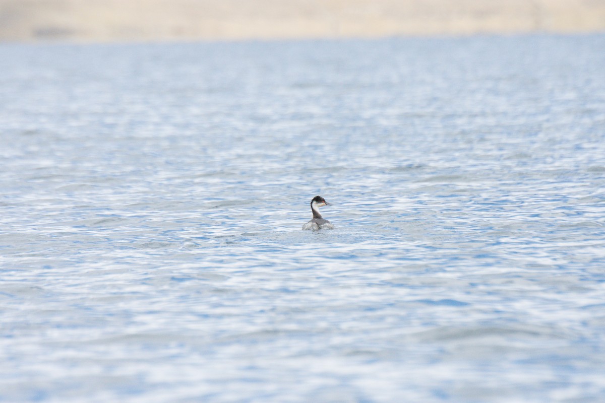 Junin Grebe - Diego Caiafa