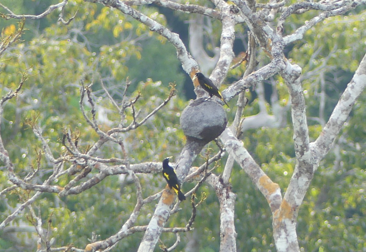 Yellow-rumped Cacique (Amazonian) - ML622467525