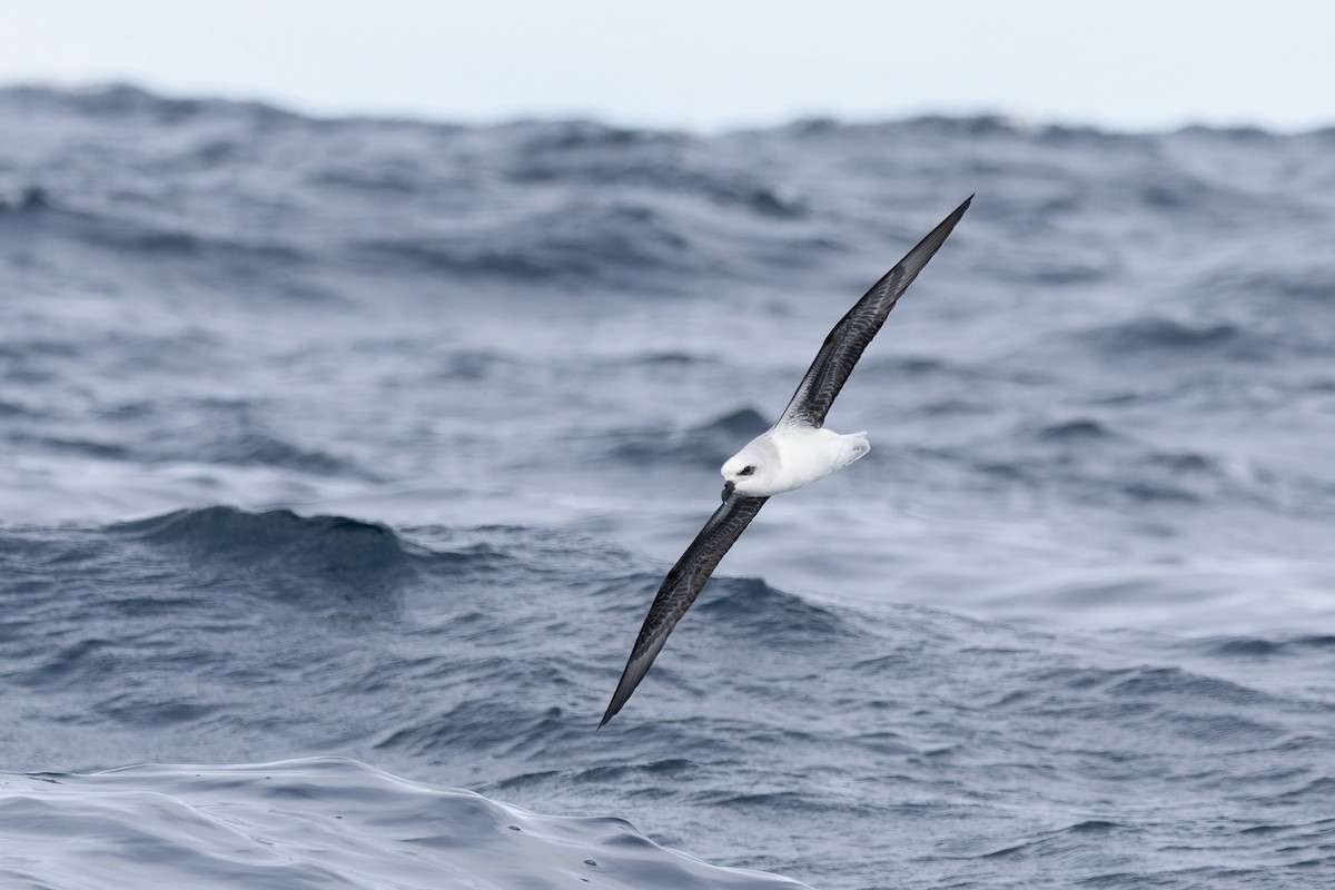 White-headed Petrel - ML622467563