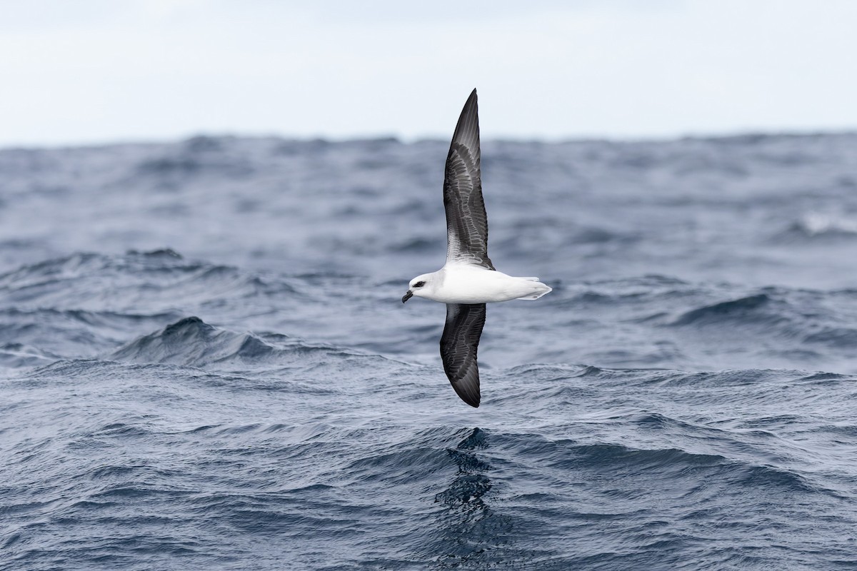 White-headed Petrel - ML622467564