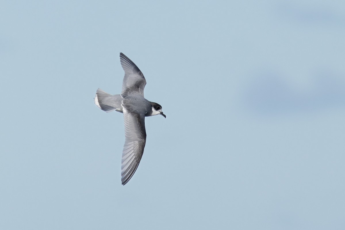 Blue Petrel - ML622467578