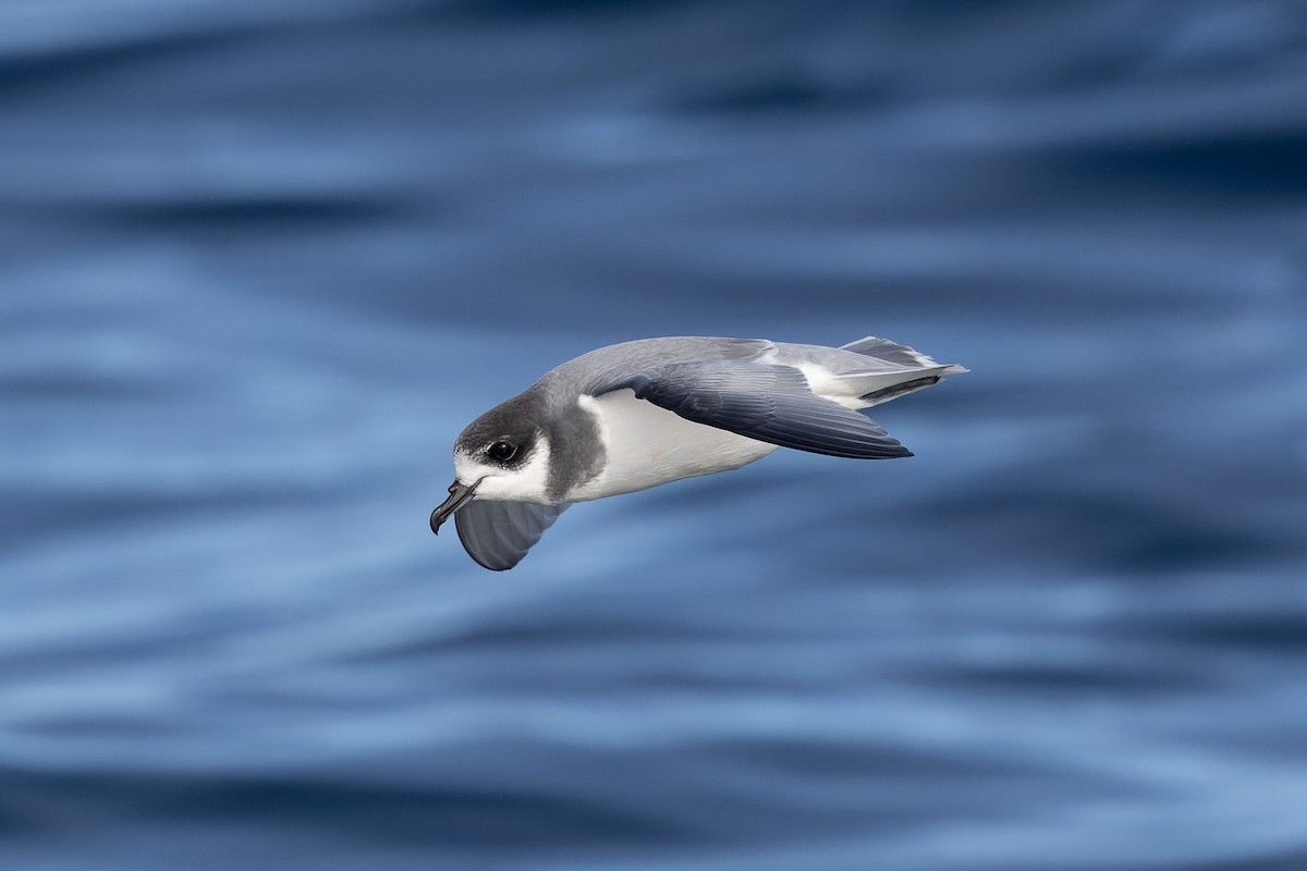 Blue Petrel - ML622467579