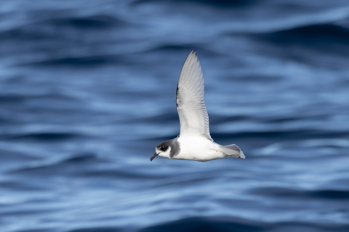 Blue Petrel - ML622467580