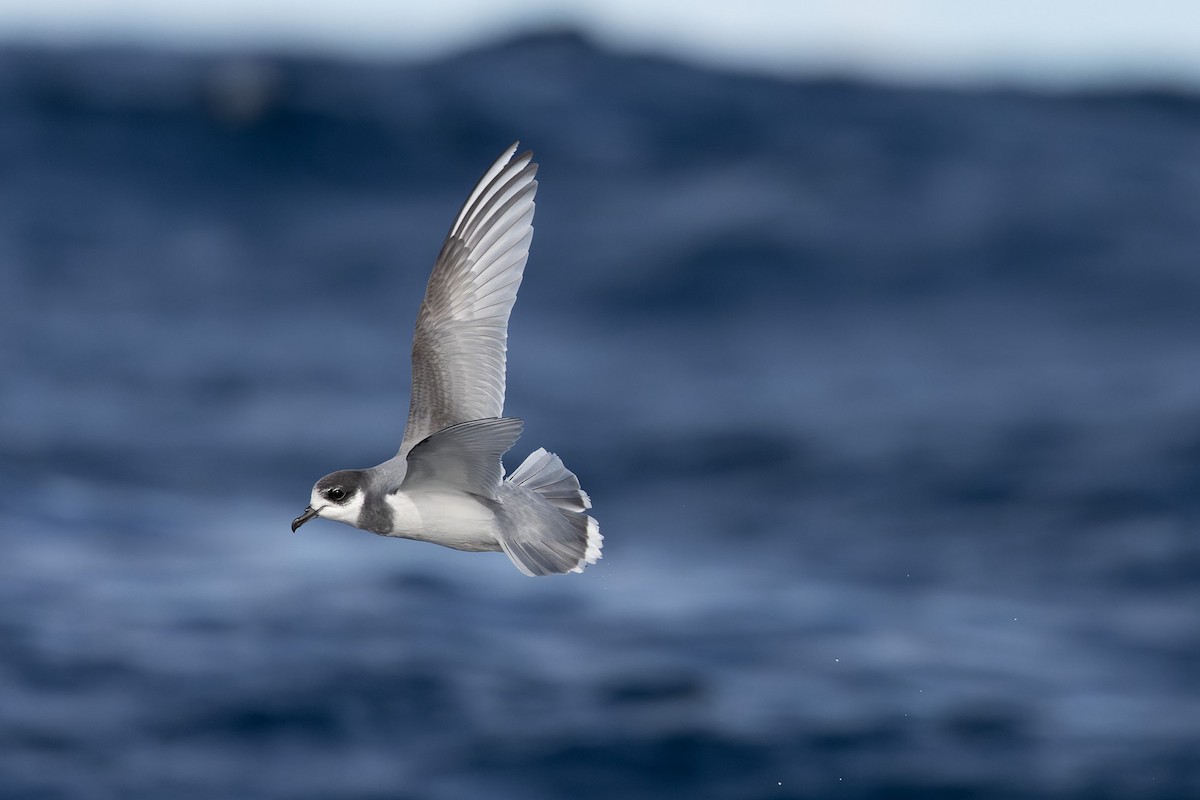 Blue Petrel - ML622467581