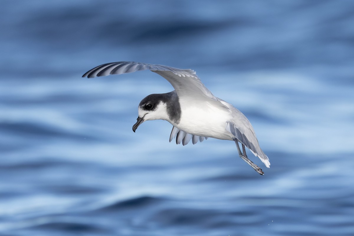 Blue Petrel - ML622467582