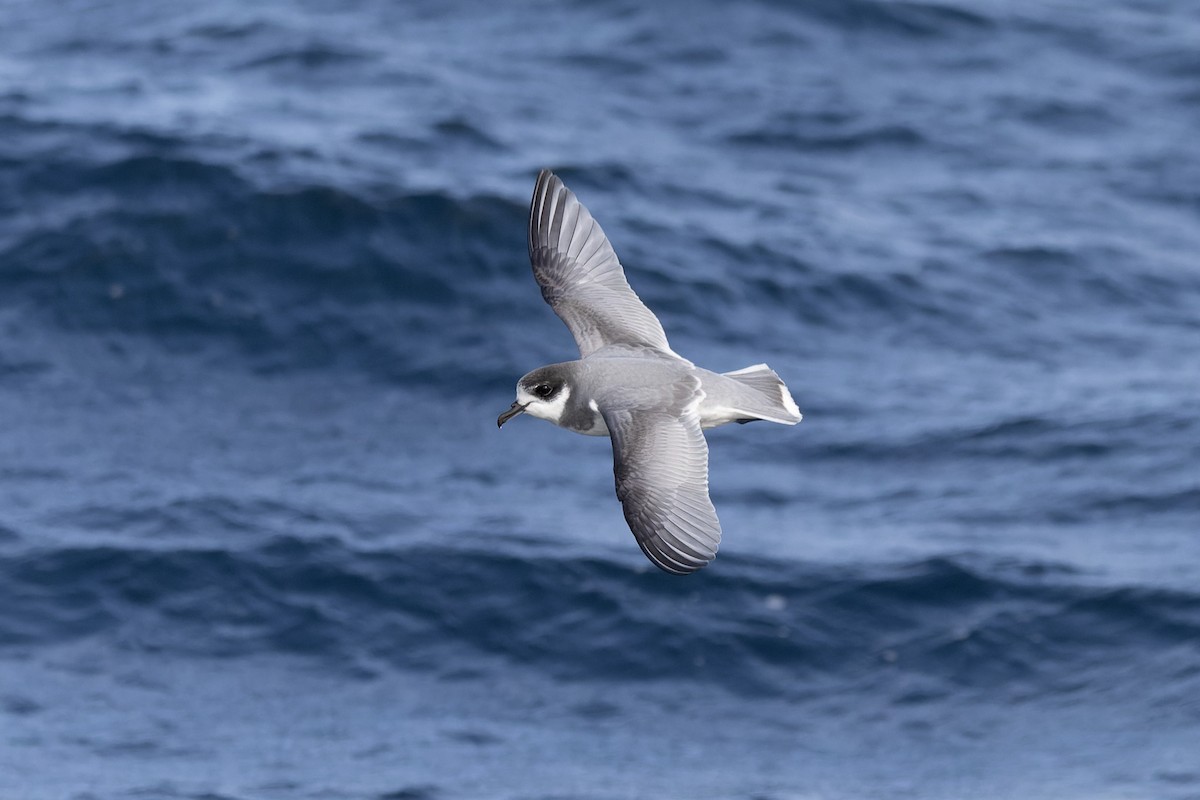 Blue Petrel - ML622467583