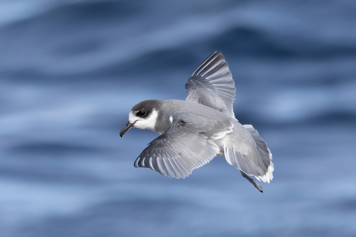 Blue Petrel - ML622467585