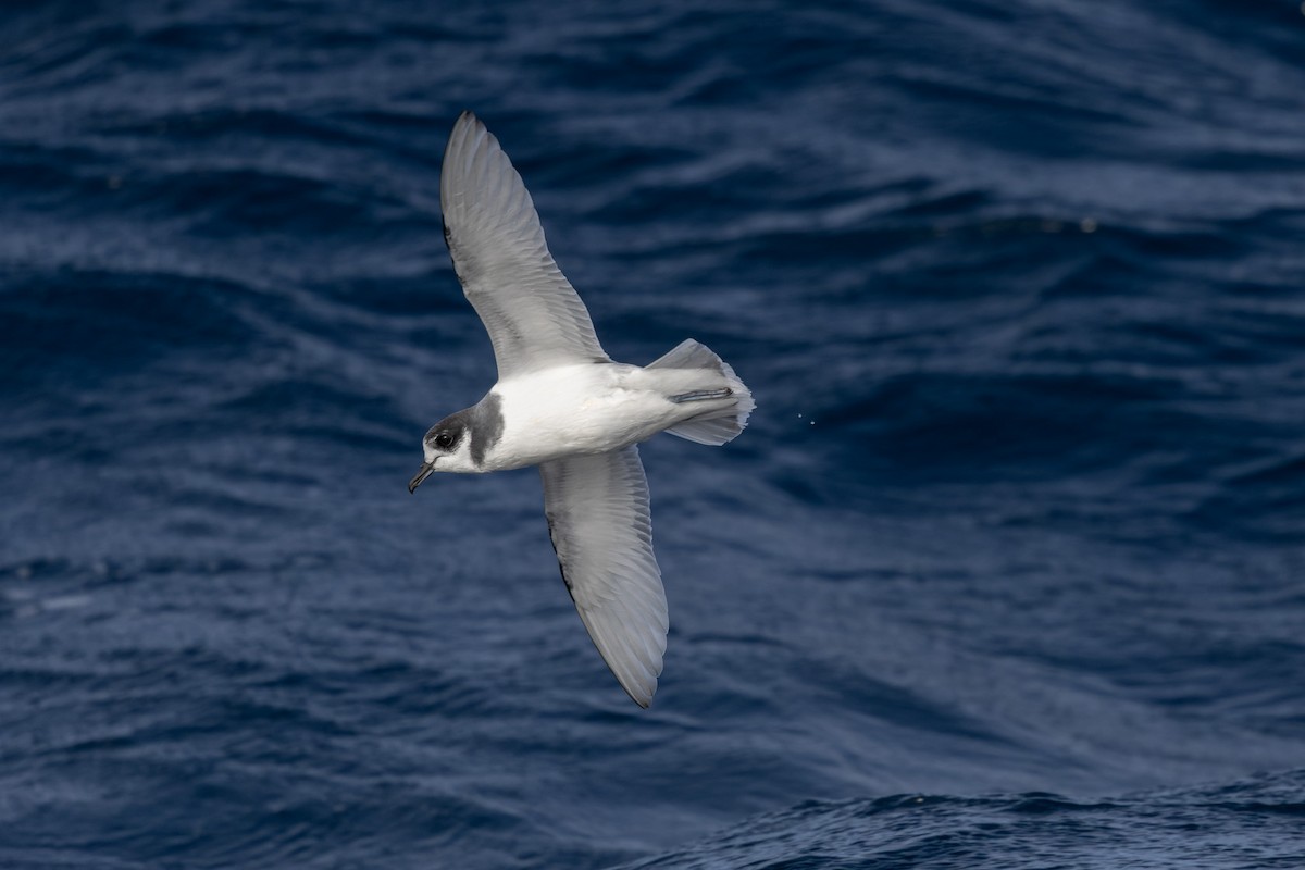 Blue Petrel - ML622467586