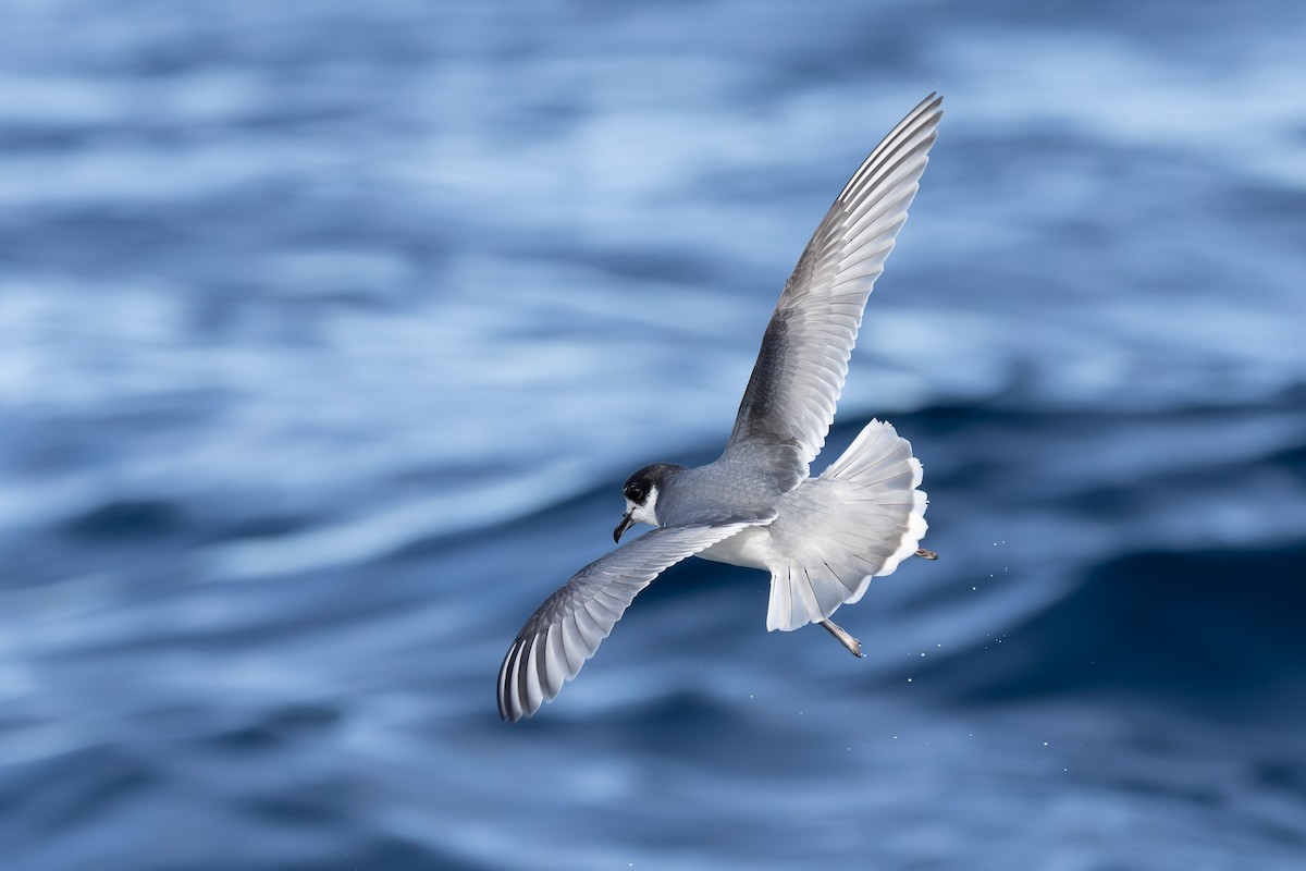 Blue Petrel - ML622467587