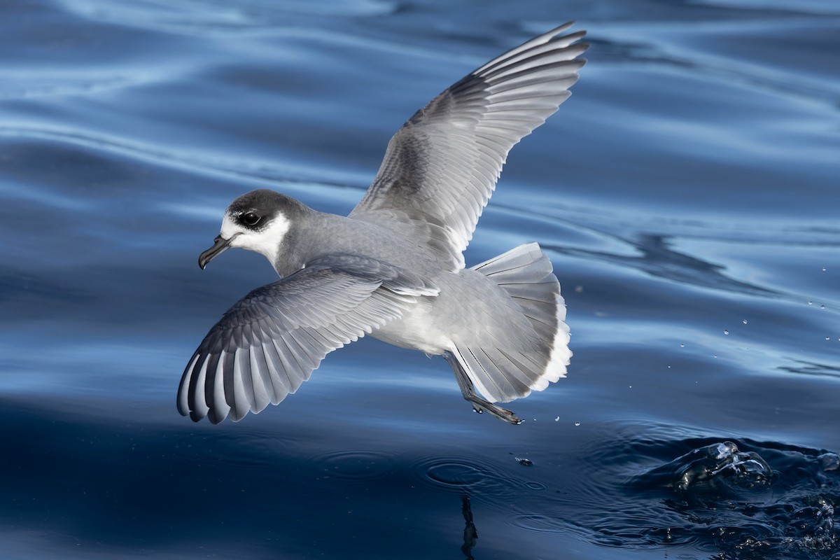 Blue Petrel - ML622467588