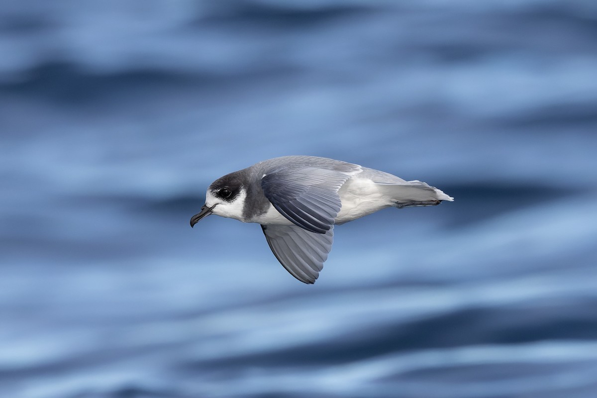 Blue Petrel - ML622467589