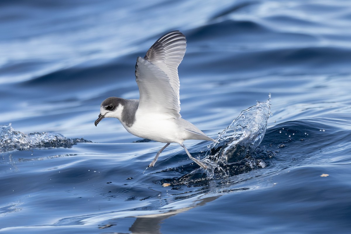 Blue Petrel - ML622467590