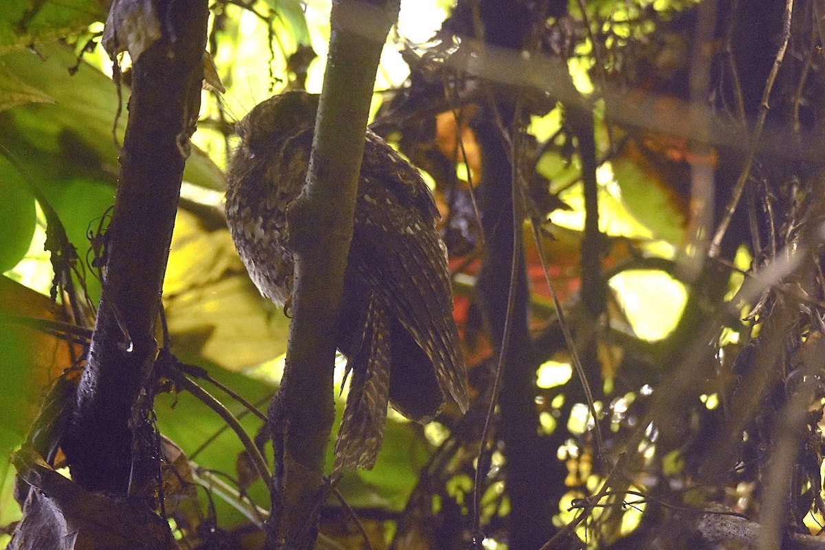 Mountain Owlet-nightjar - ML622467602