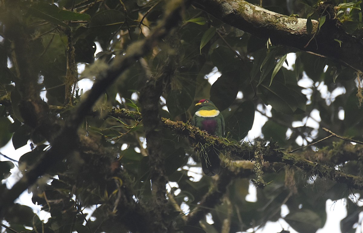White-breasted Fruit-Dove - ML622467606