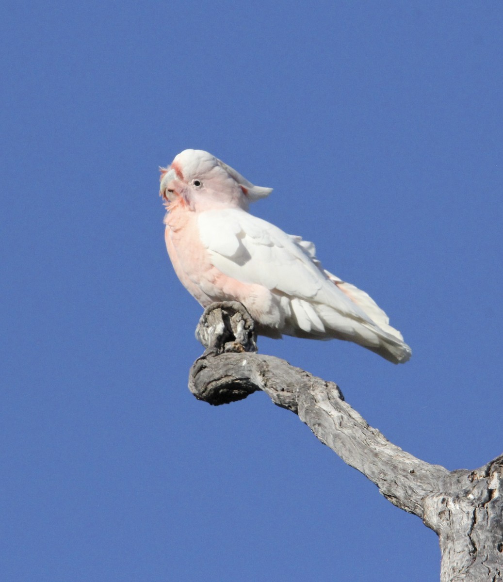 Pink Cockatoo - ML622467723