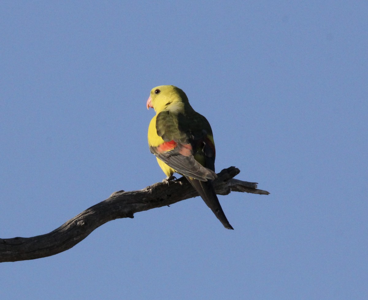 Regent Parrot - ML622467738