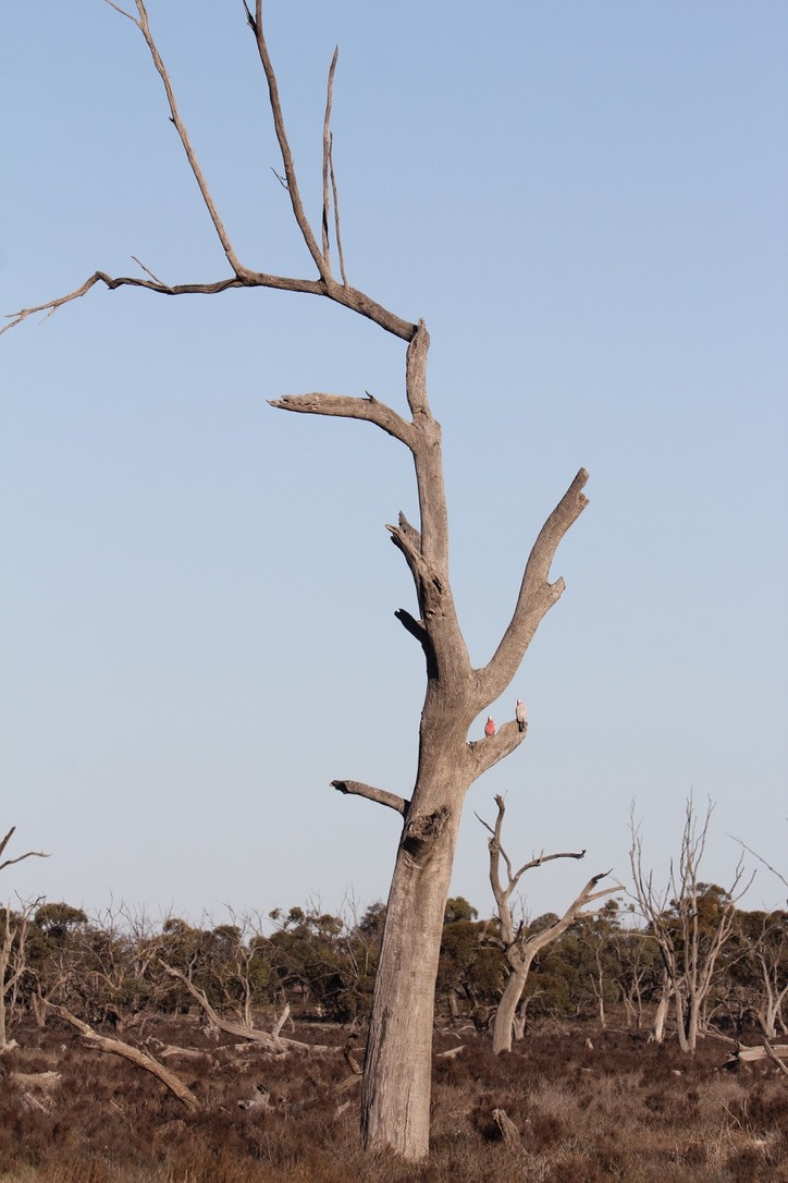 Rosakakadu - ML622467741