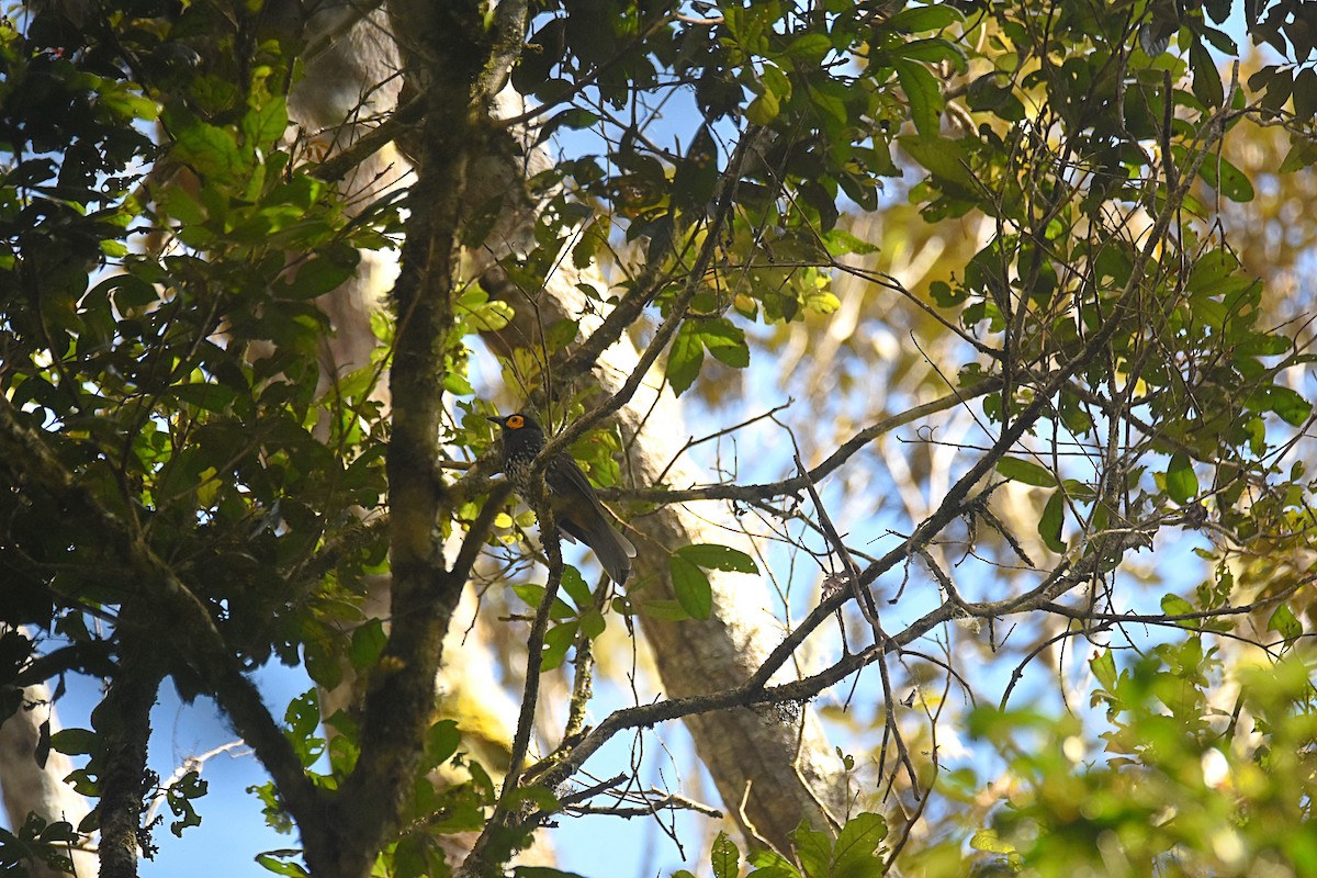 Arfak Honeyeater - ML622467748