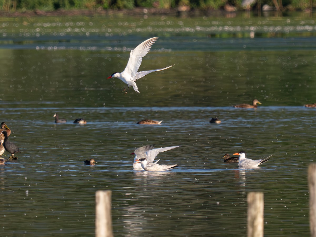 Caspian Tern - ML622467812