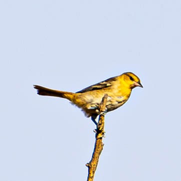 Bullock's Oriole - ML622467848