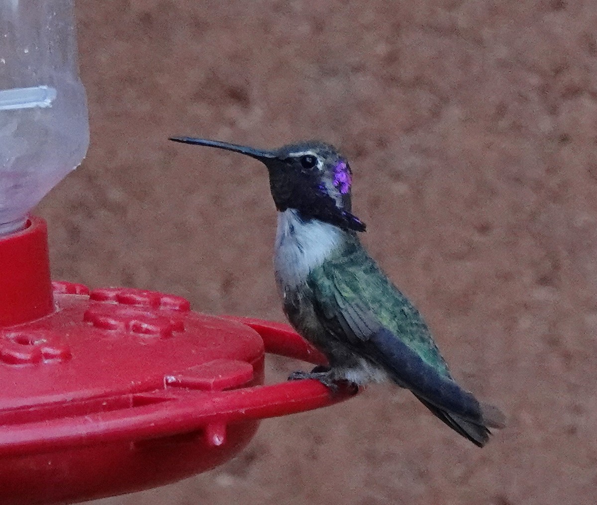 Colibrí de Costa - ML622467967