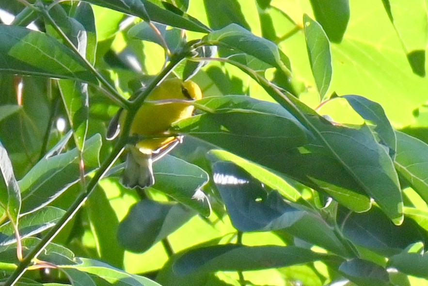 Blue-winged Warbler - ML622467973