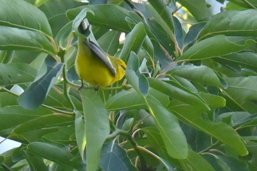 Blue-winged Warbler - ML622467974