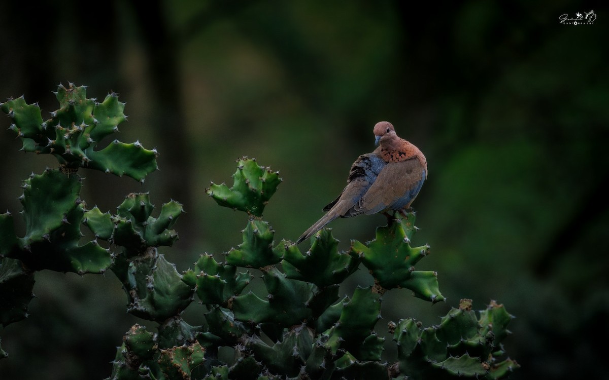 Tórtola Senegalesa - ML622468100