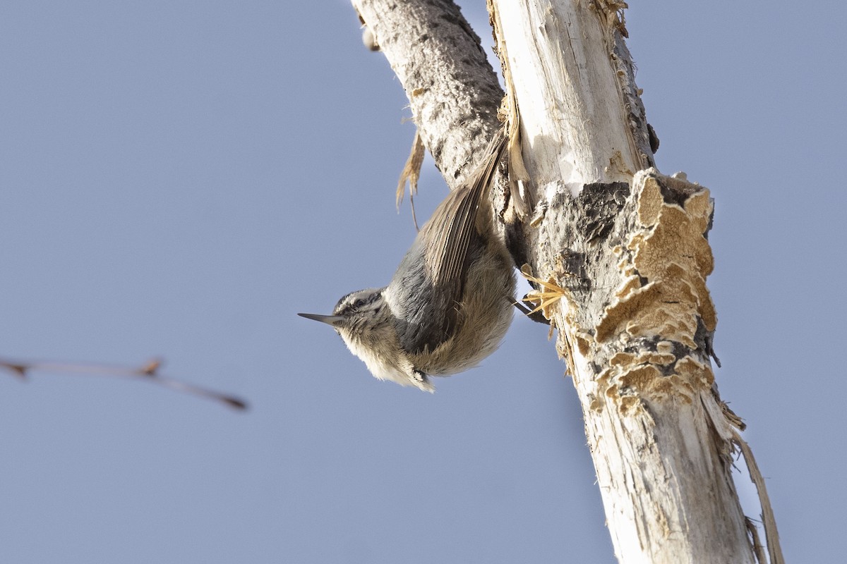 Eurasian Nuthatch (Chinese) - ML622468220