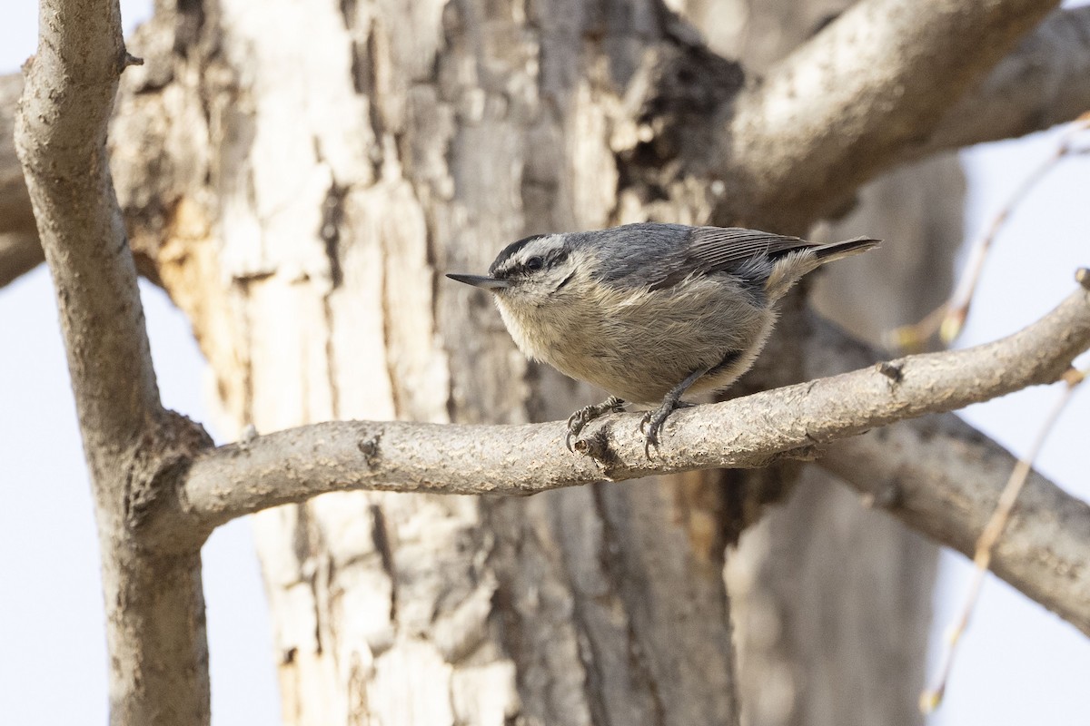 Eurasian Nuthatch (Chinese) - ML622468221