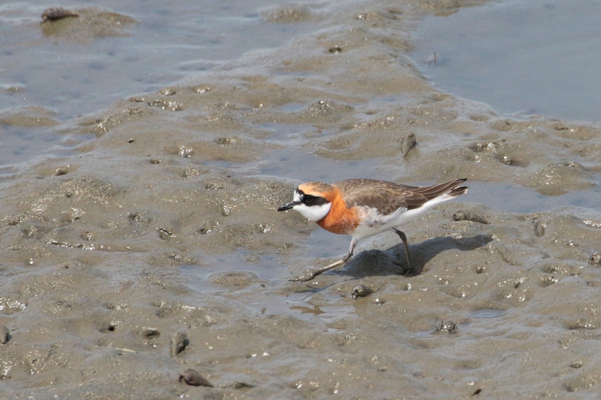 Chorlitejo Siberiano - ML622468244