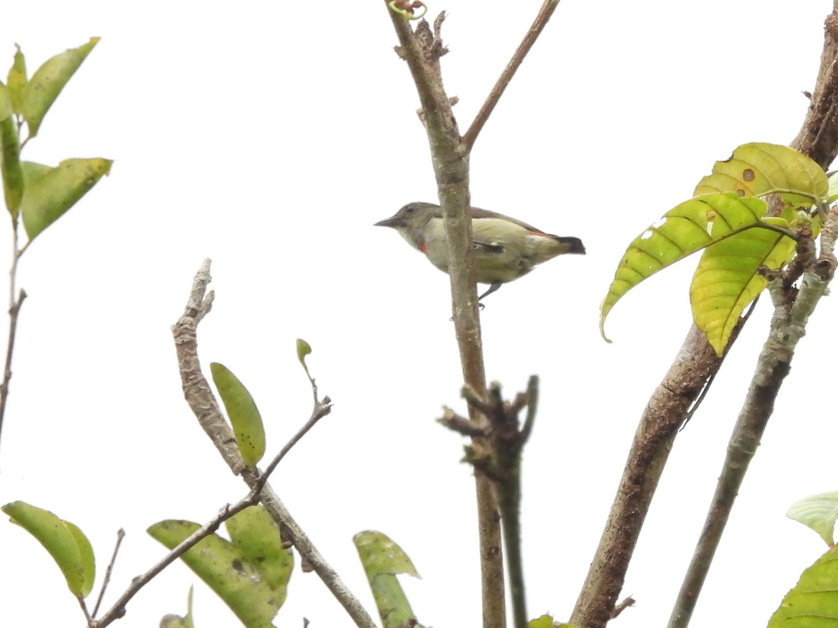 Red-capped Flowerpecker - ML622468281