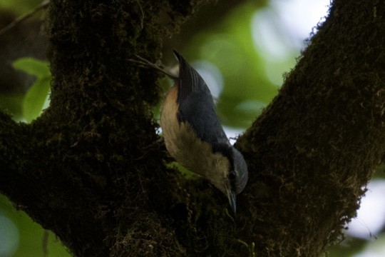 White-tailed Nuthatch - ML622468287