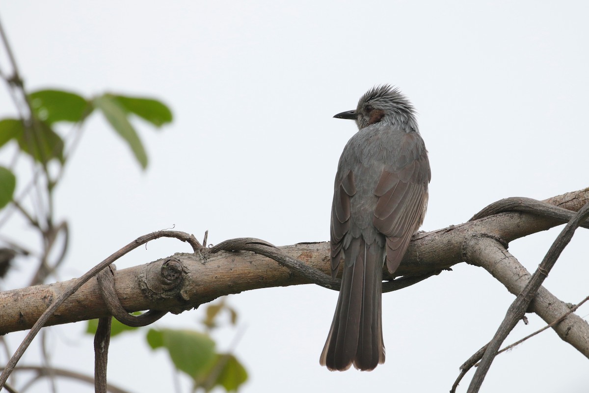 Brown-eared Bulbul - ML622468288