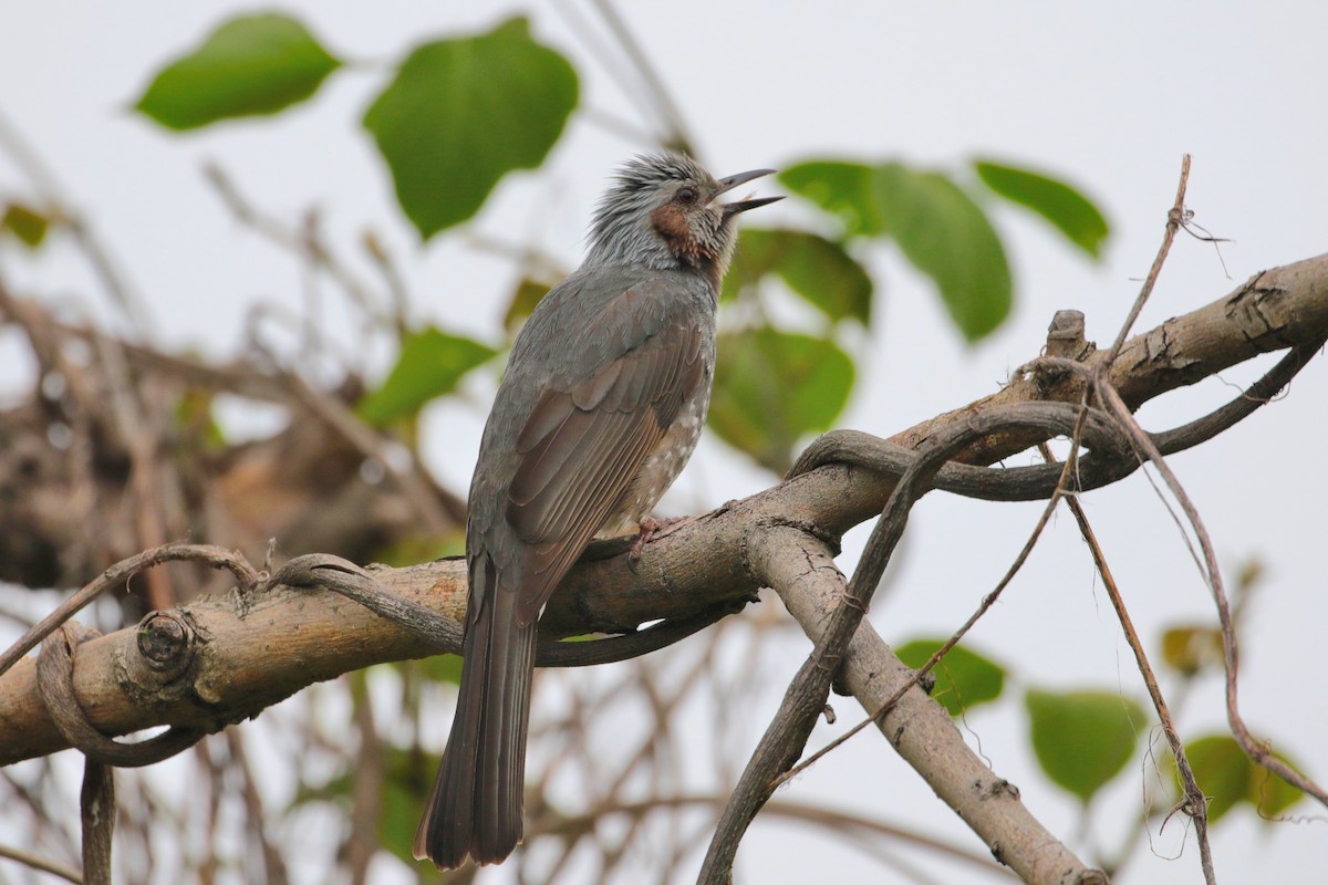 Brown-eared Bulbul - ML622468289