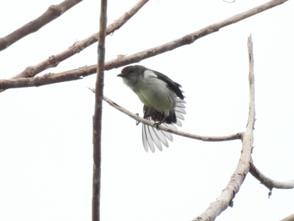 Red-capped Flowerpecker - ML622468324