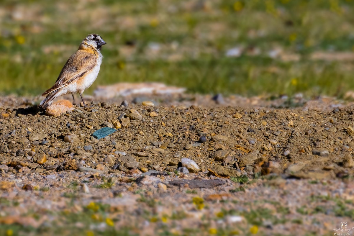 Blanford's Snowfinch - ML622468325