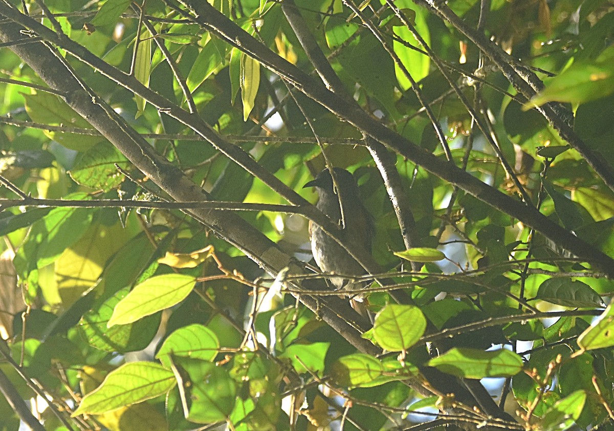 Rufous-sided Honeyeater - ML622468330