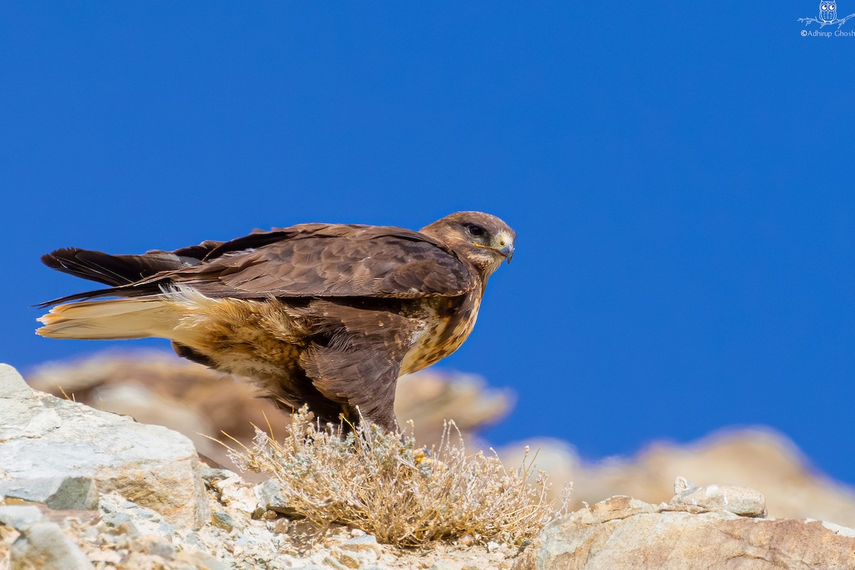 mongolvåk - ML622468350