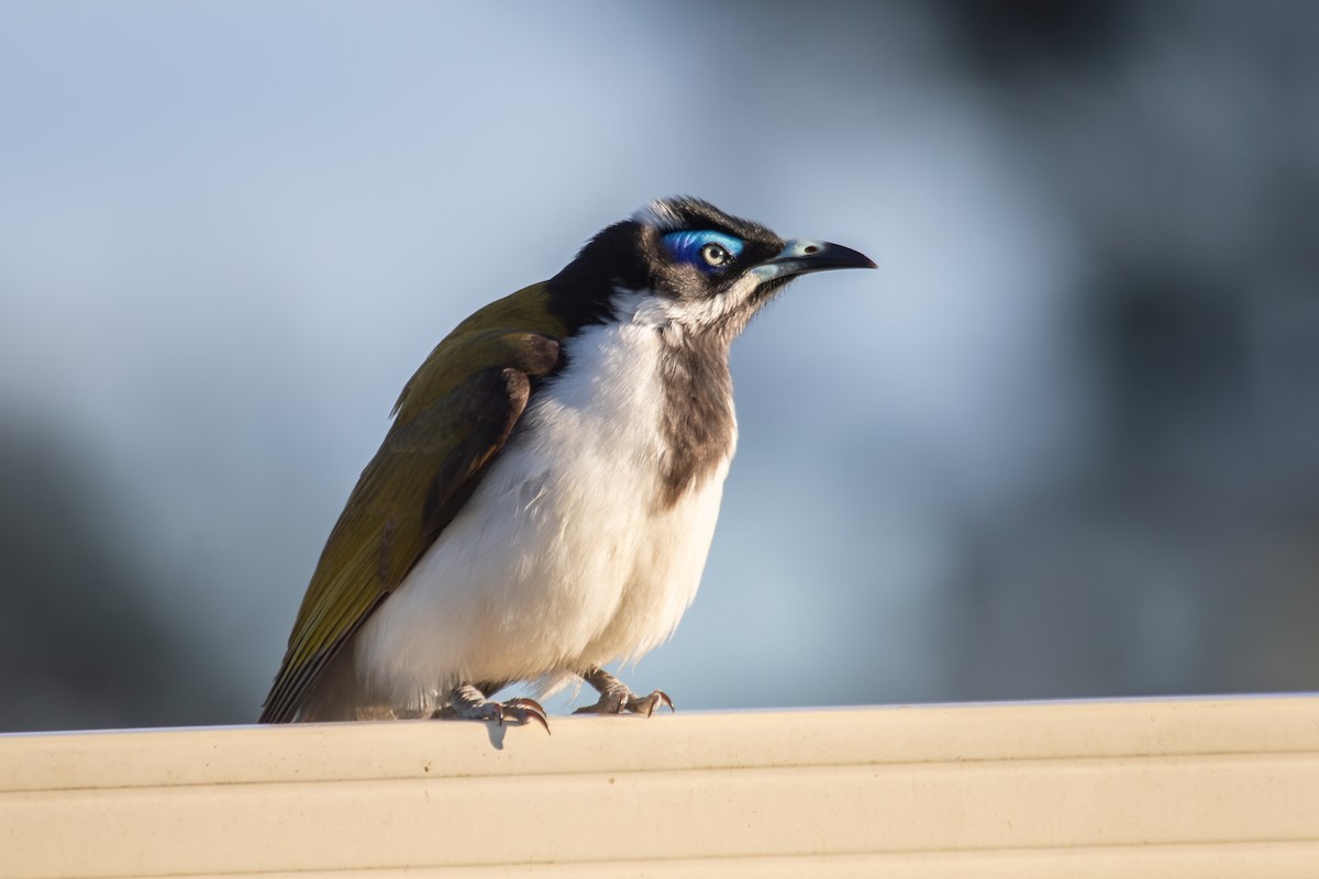 Blue-faced Honeyeater - ML622468381